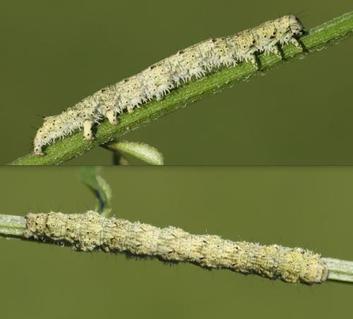 Réf. 315 542 : Laspeyria flexula